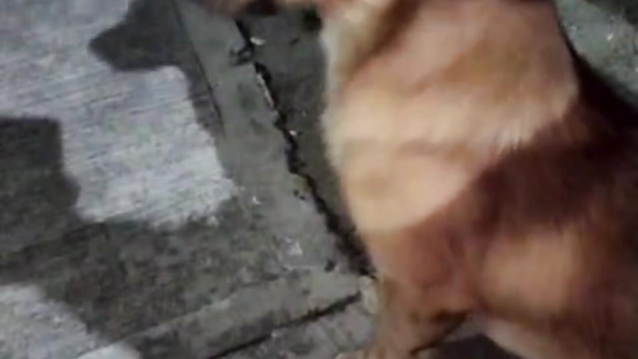 Showing off with my pet－カメラキャストのLiam_Chameliamの動画