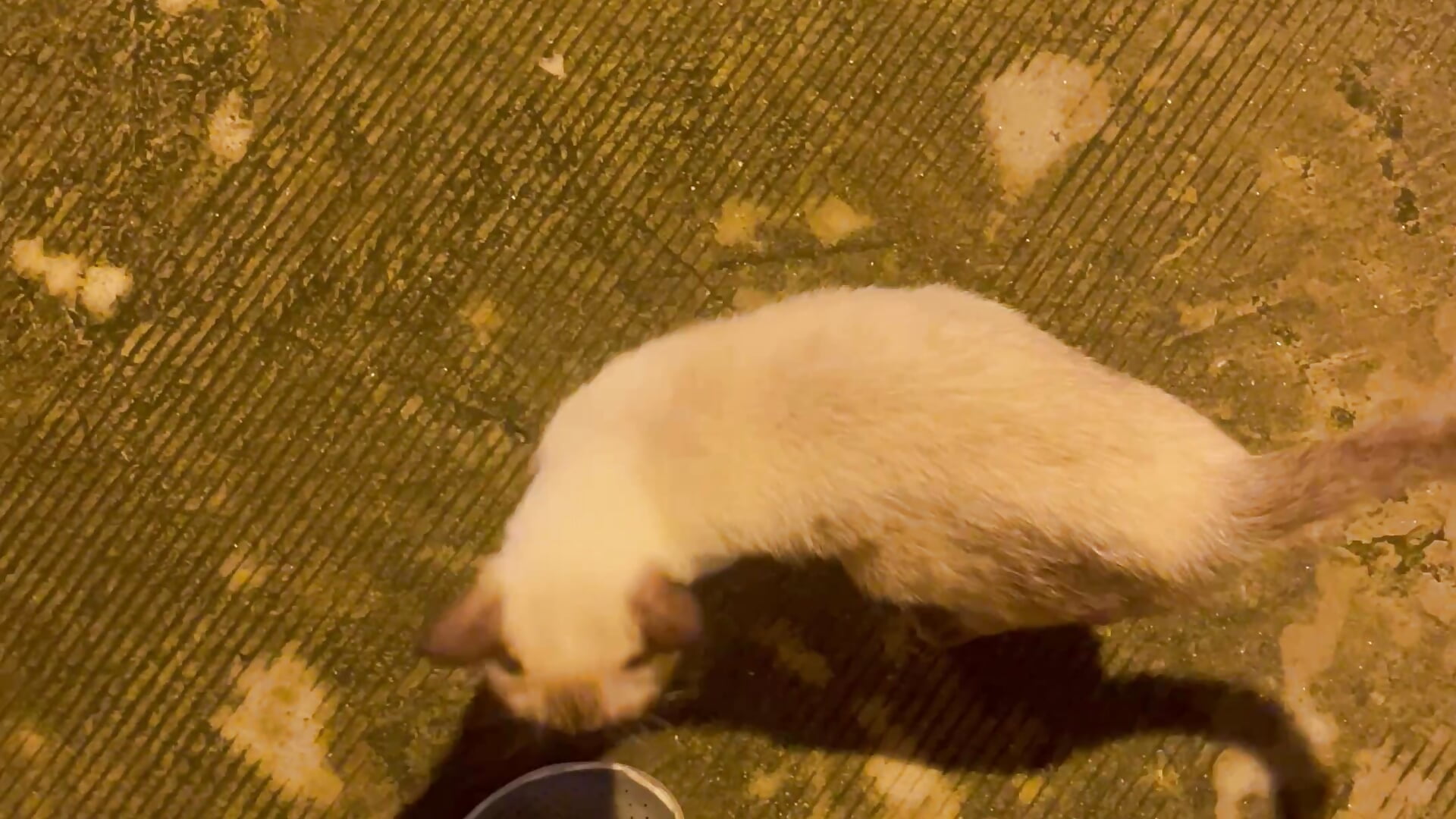 IMG_8827 - video by 3Toming cam model