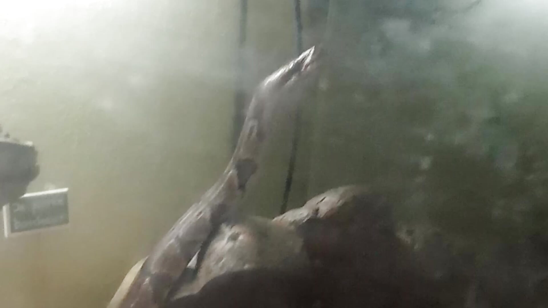𝕄𝕠𝕟 𝕔𝕙𝕚𝕔𝕠 - video by 29zipman cam model
