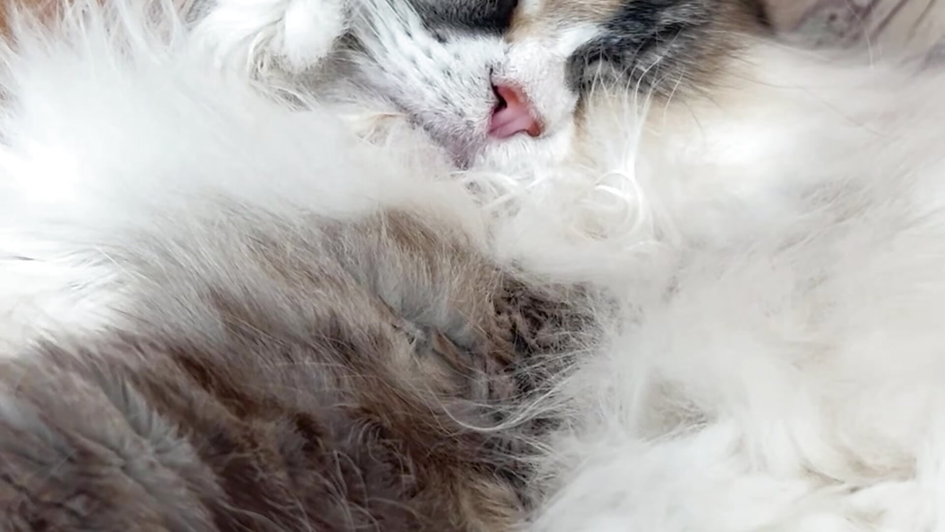 IMG_3379 - video by _suika_ cam model