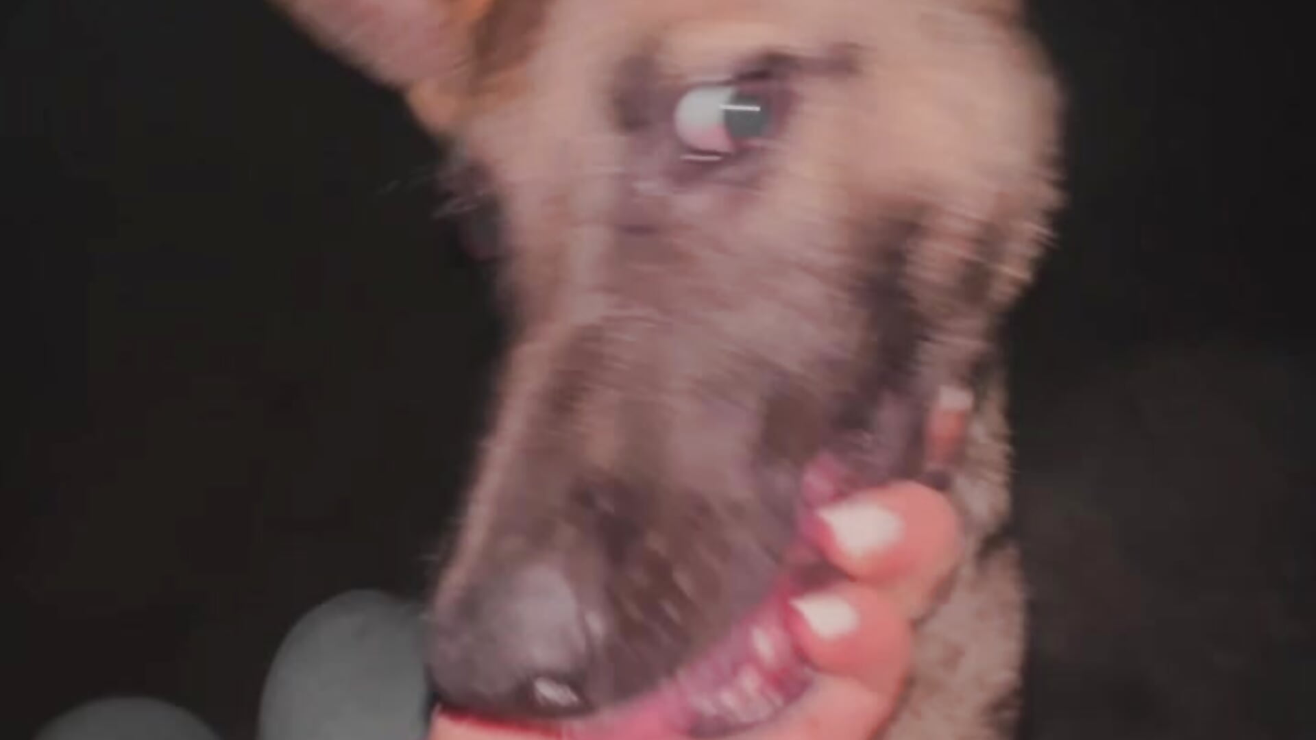 This is a whole story with this dog, but I like it :) – video od webkamerové modelky Agnessa