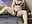 My first Squiering live - video by Little-Aylin cam model