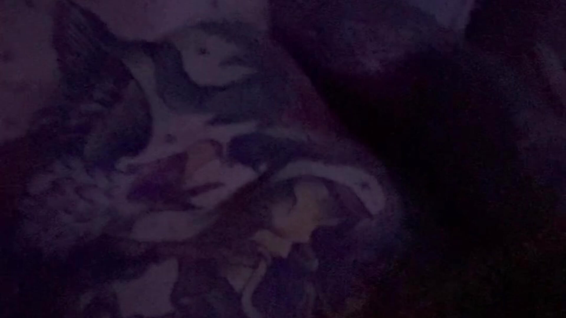 IMG_5555 - Video von TattedwToys Cam-Model