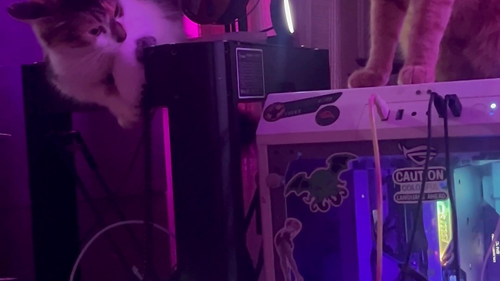 Cats brawling to be the king/queen of mommy built tech - video van kinktastichoho cam-model