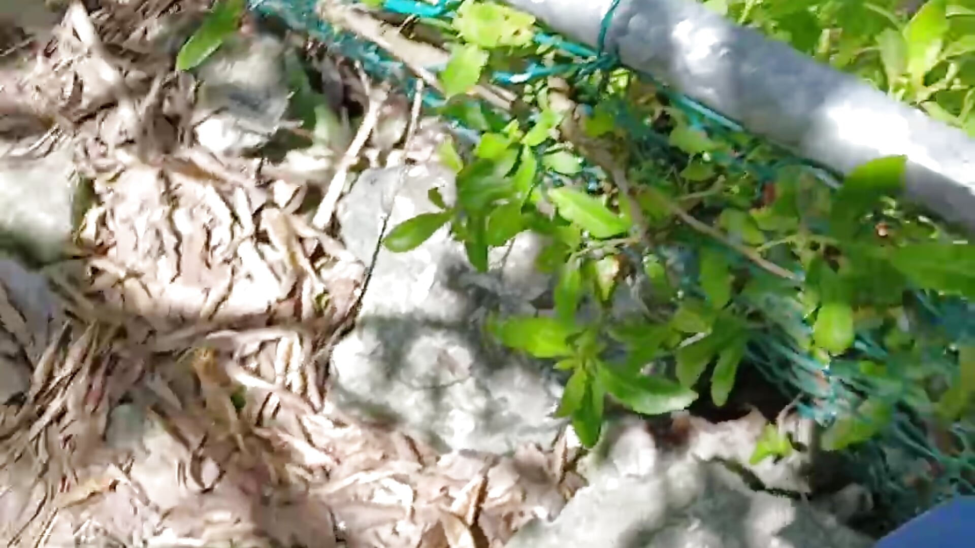 Miren  tu y yo chingando alado del mangrlar - RSantilMorgt主播的视频