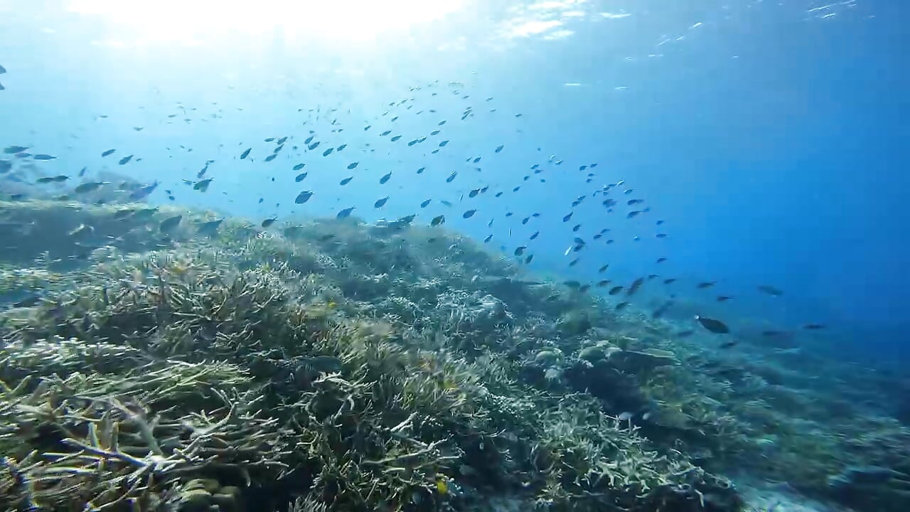 momo第一次體驗深潛 - momoLoveLuna主播的视频