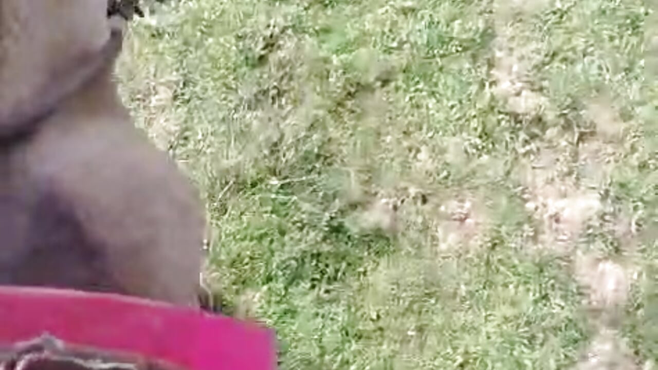 learning to ride - video oleh AnagilBDSM kamera model