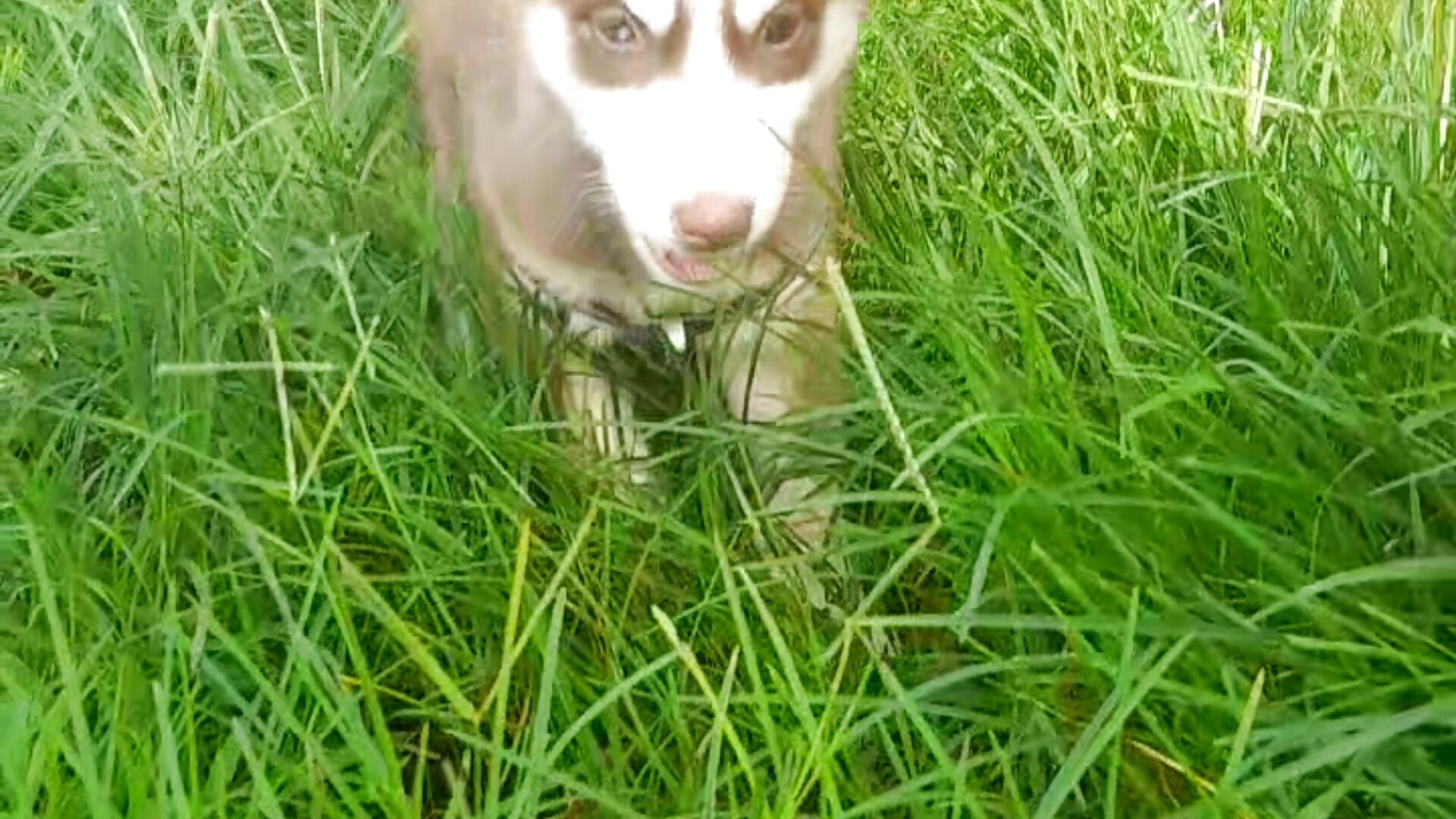 20250520_155904 - video by arnal32 cam model