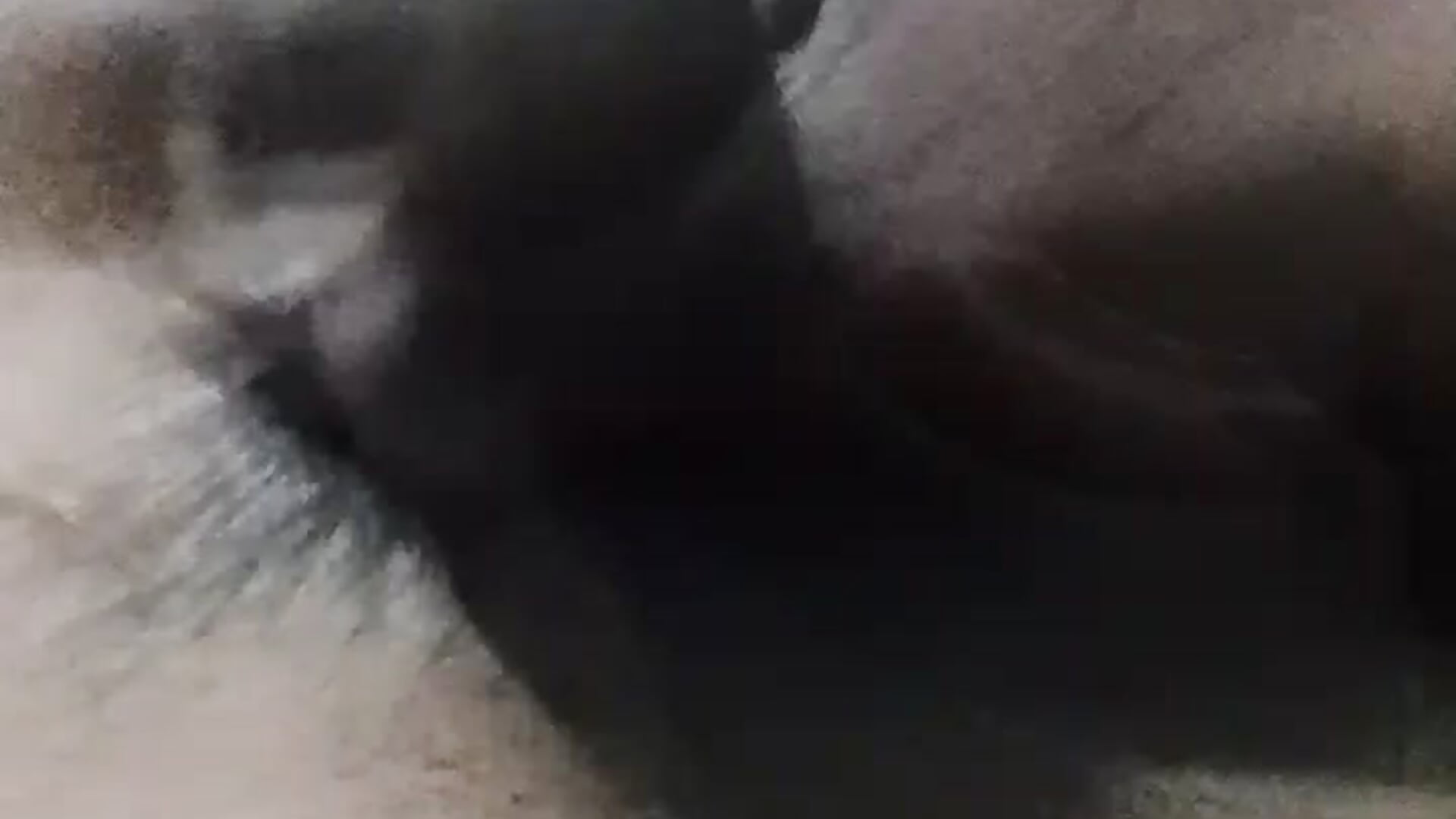 Masterbating with my black Dick - video by Najmulhaqe66 cam model