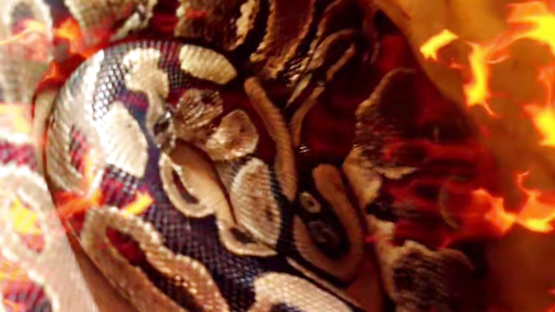 Snapchat-1760333327 - clip cu Zzzzipman92 model videochat