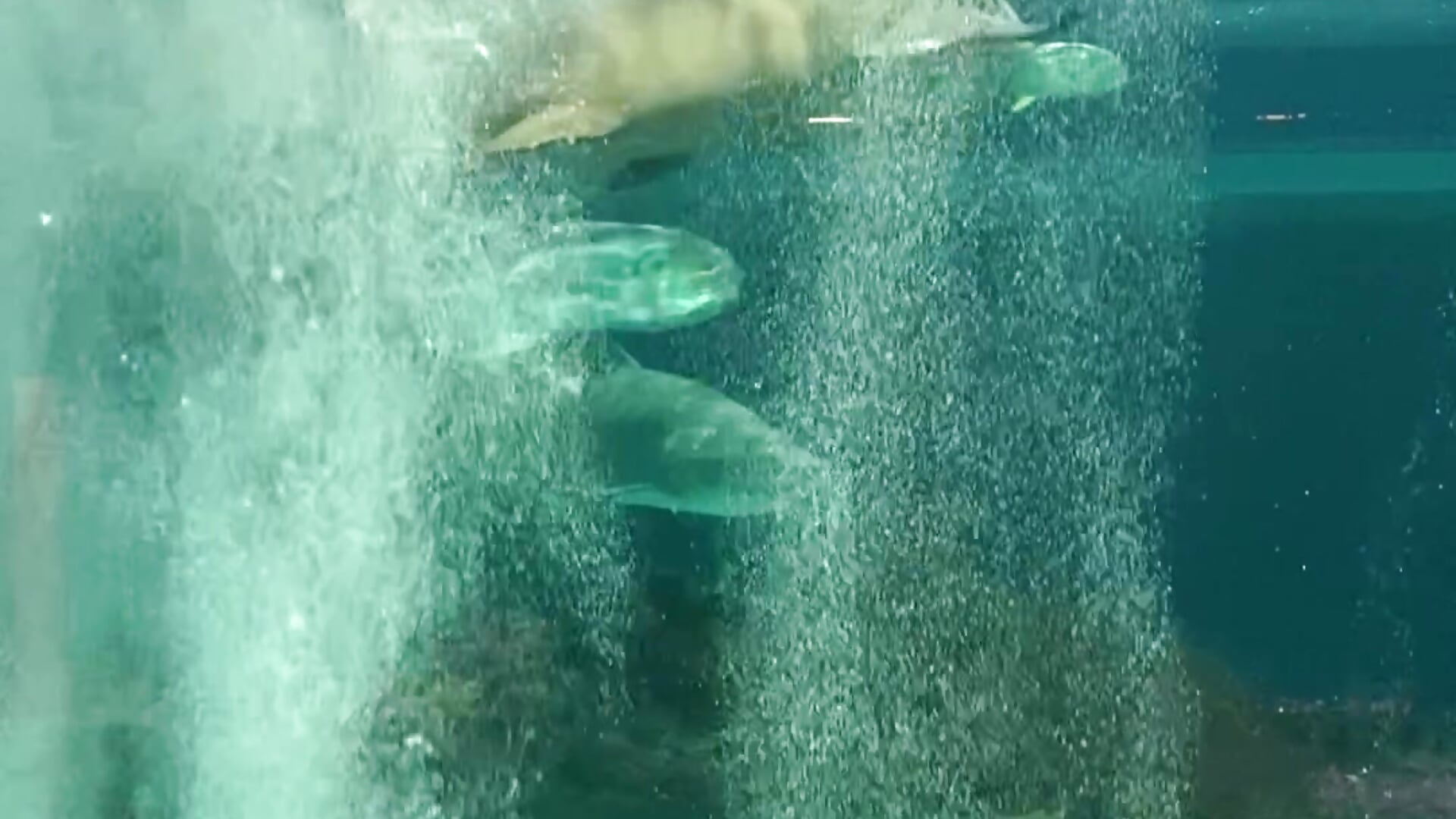 🤍 🐟 🦈 🫧 - video van johnny_sutra cam-model