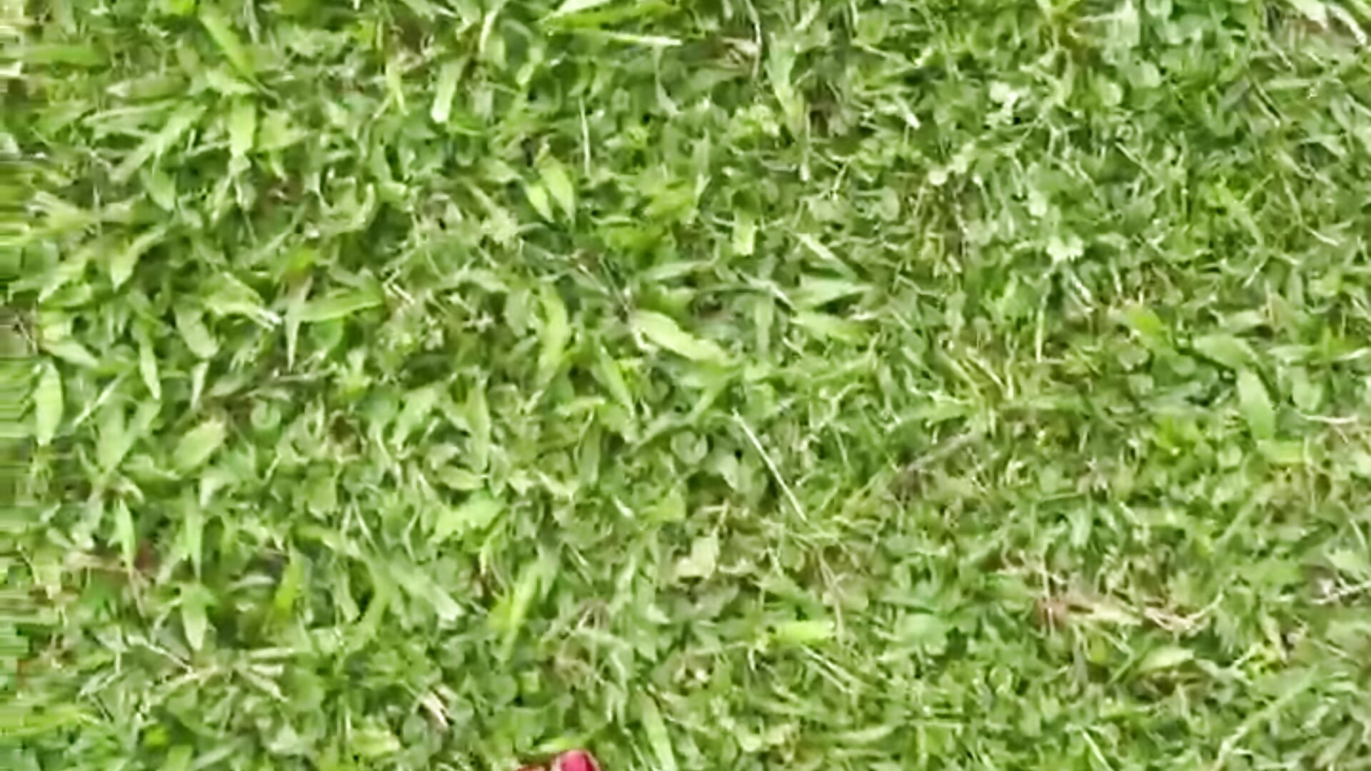 LLego la primavera