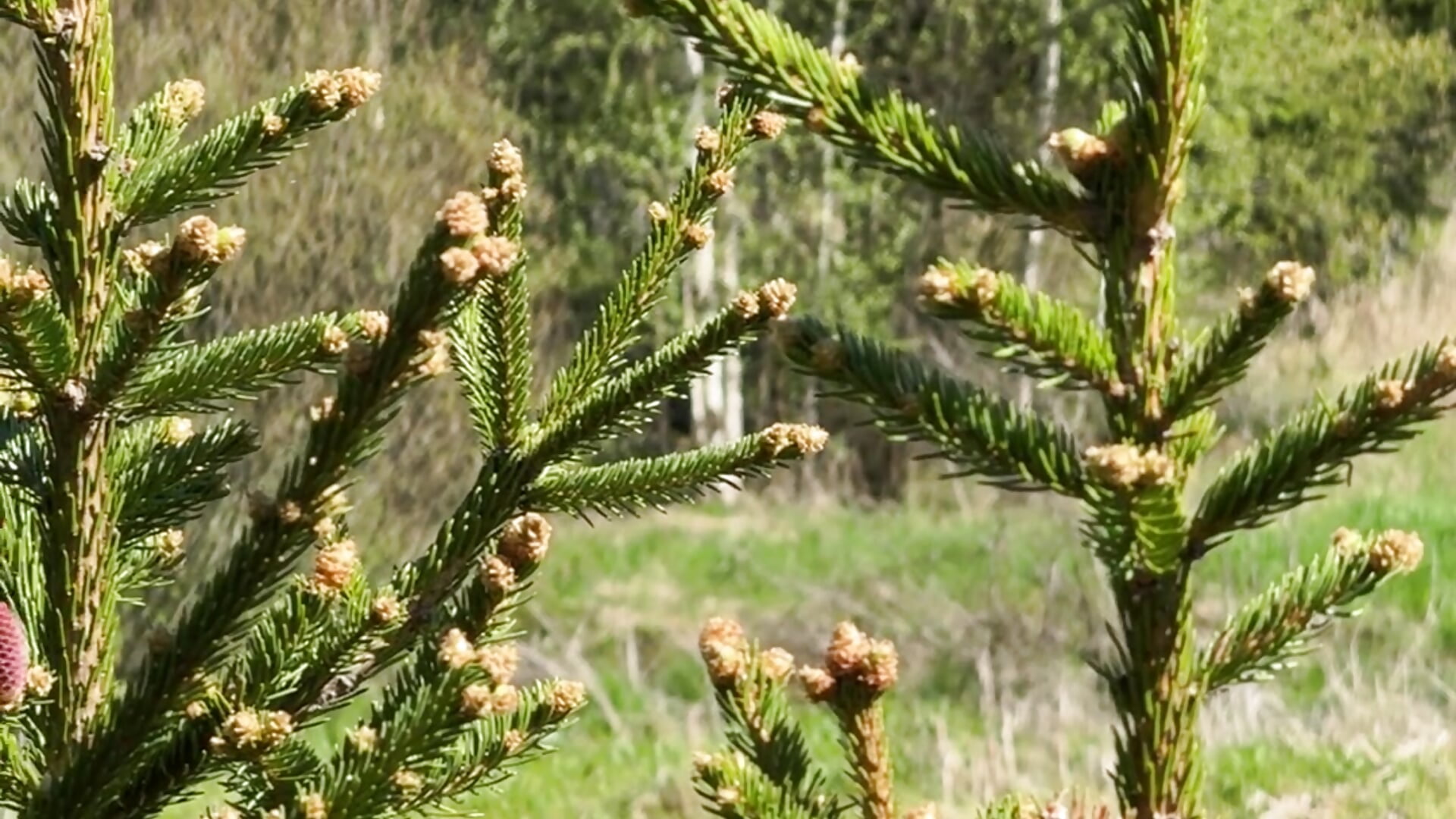 just enjoying nature🌲🦔 - відео від вебкаммоделі AlexFH