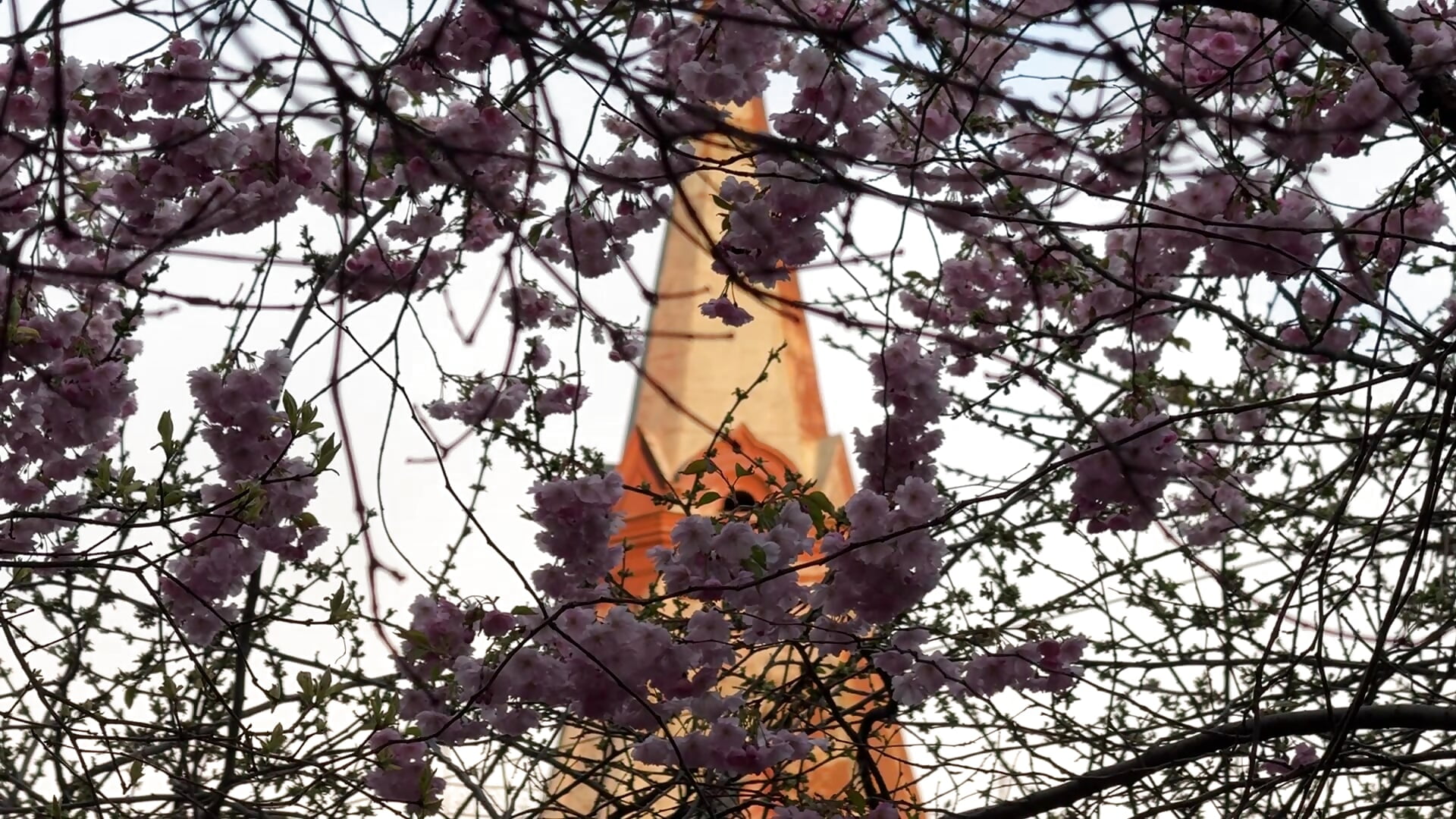 I hope that this summer we will all bloom like this beautiful sakura - відео від вебкаммоделі AlexFH