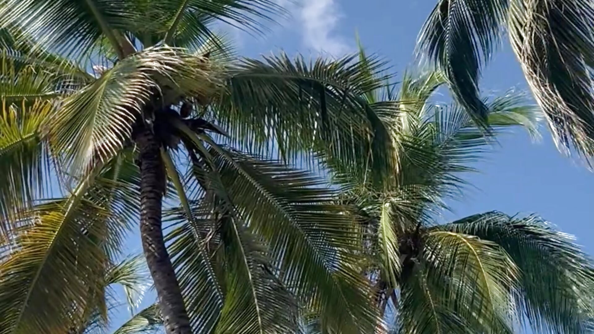 Playa - video by Hanna_Cornee_ cam model