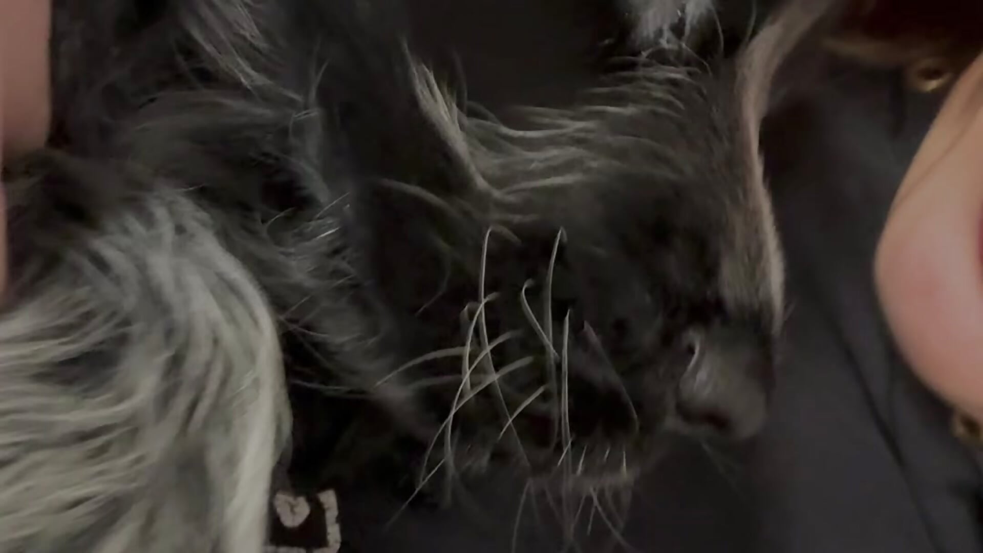 little puppy - video di erika_sin modella di cam