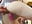 Anal and cum in ass at Milena's birthday party - video by XXMILE cam model