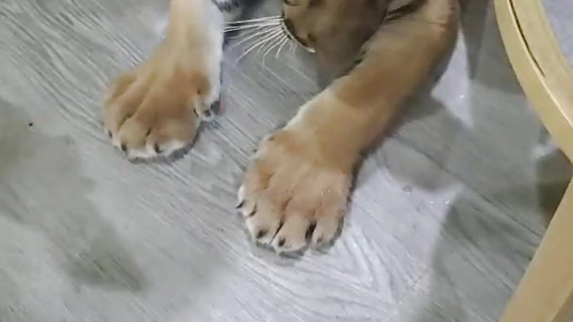 why - відео від вебкаммоделі Kevindbb