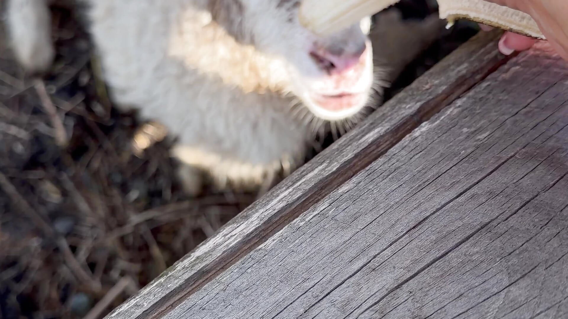 Feeding the lamb🐑 - ক্যাম মডেল Luna_Raee-এর ভিডিও