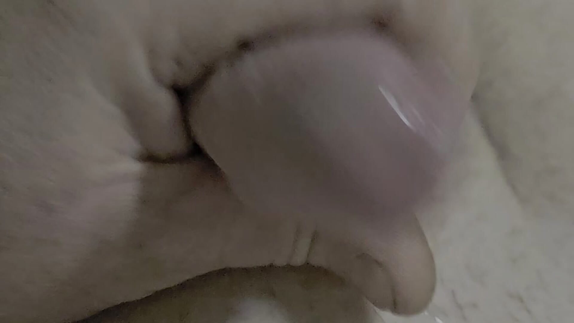 1000001857 - วิดีโอโดย dangrayroundhead โมเดลแคม