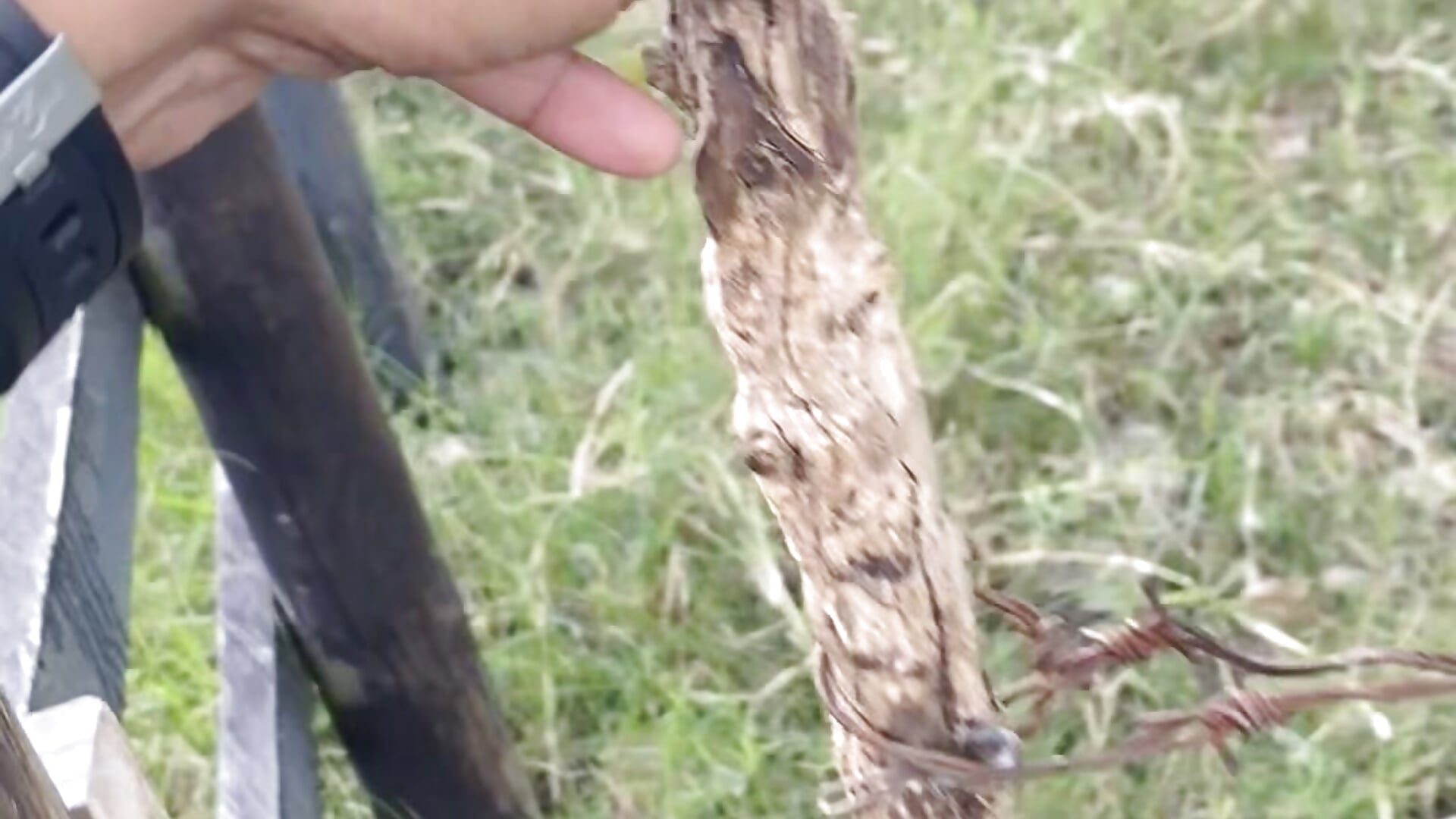 Love Cruising Sex 🏕️🔥🌳🍆🍑 - відео від вебкаммоделі skinny23cm