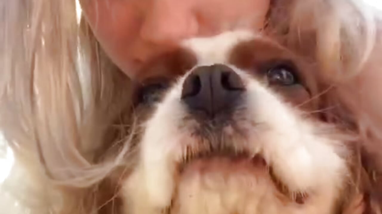 cute lovely dog <3 - video by DiscoPotato cam model