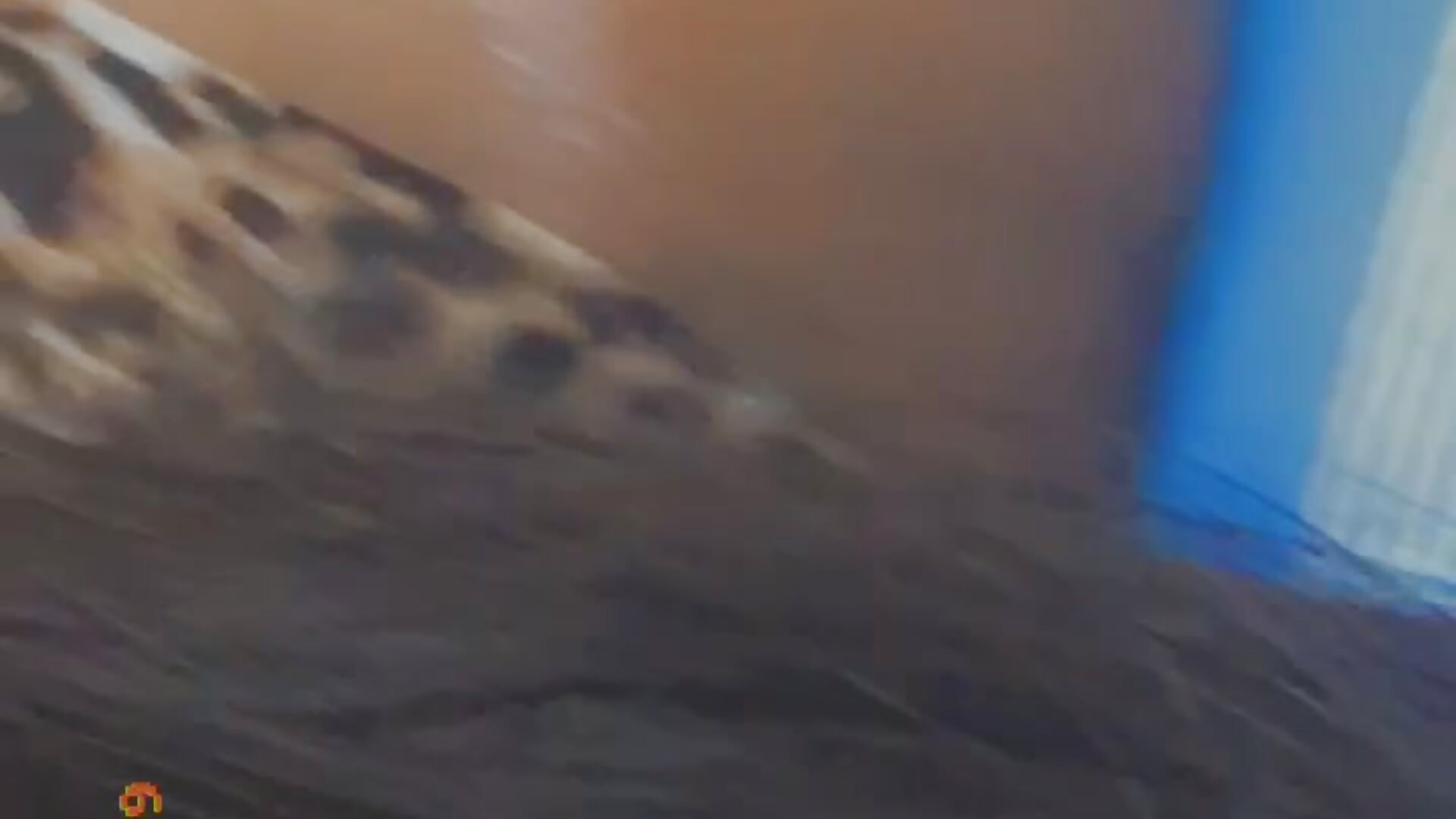 Kiss it please－カメラキャストのWildScarletの動画