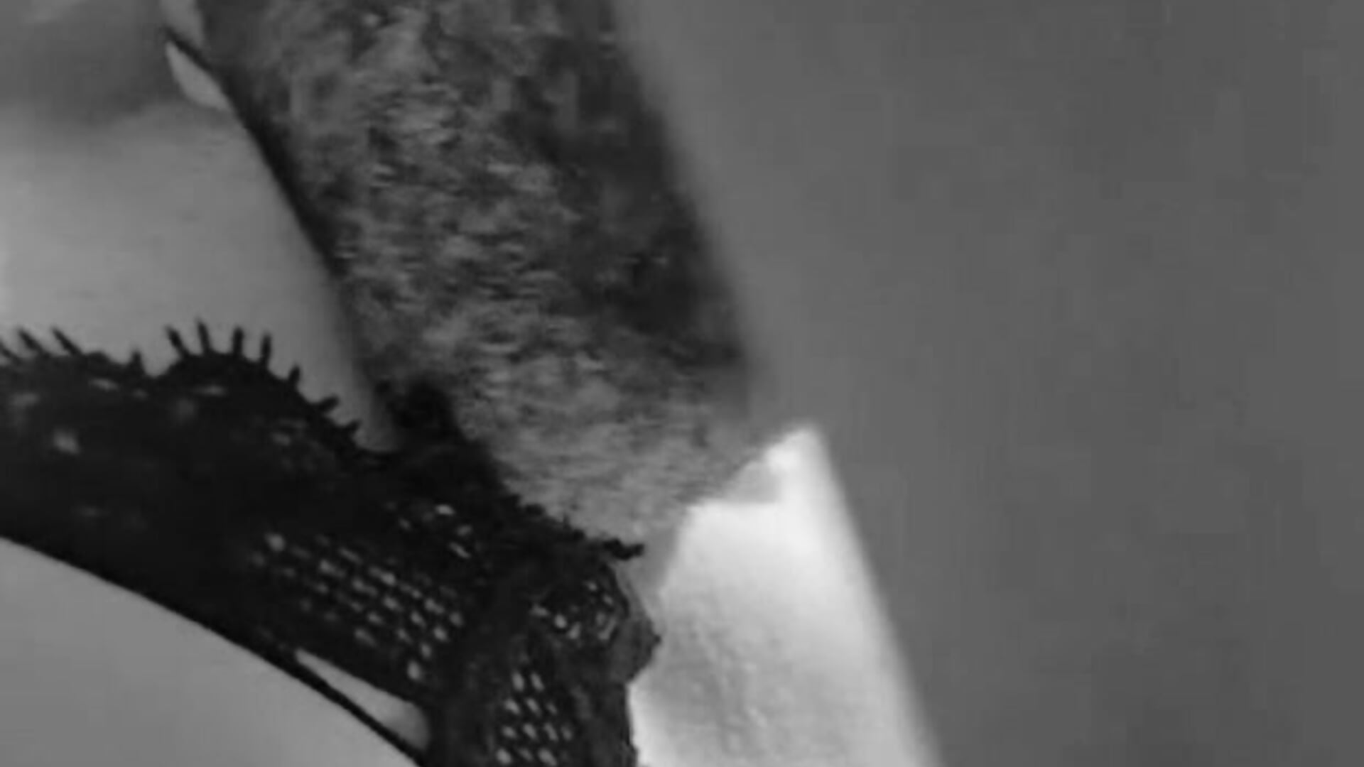 Degustation - papillondusud主播的视频