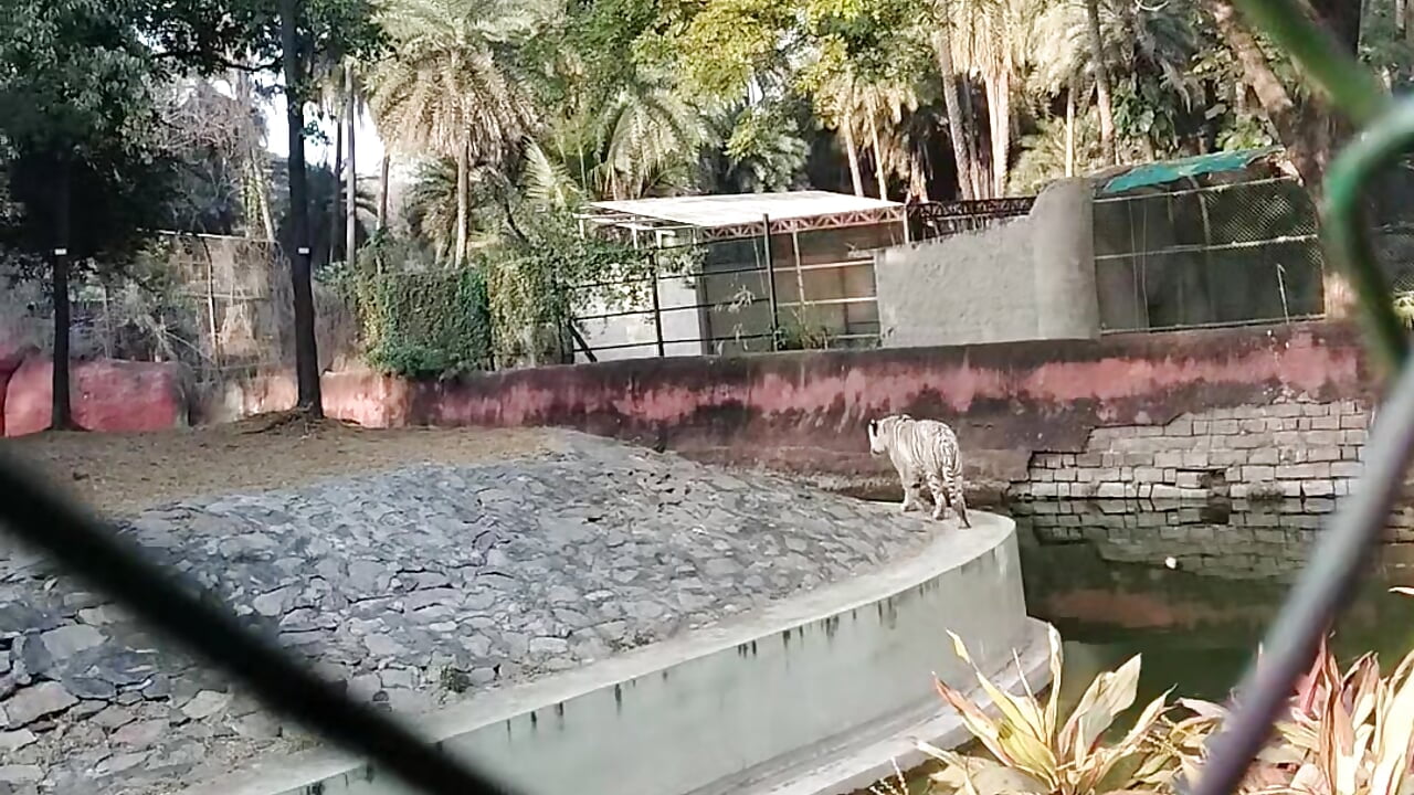 profile-intro-video-1770983669 – видео вебкам-модели Rahulisagoodguy