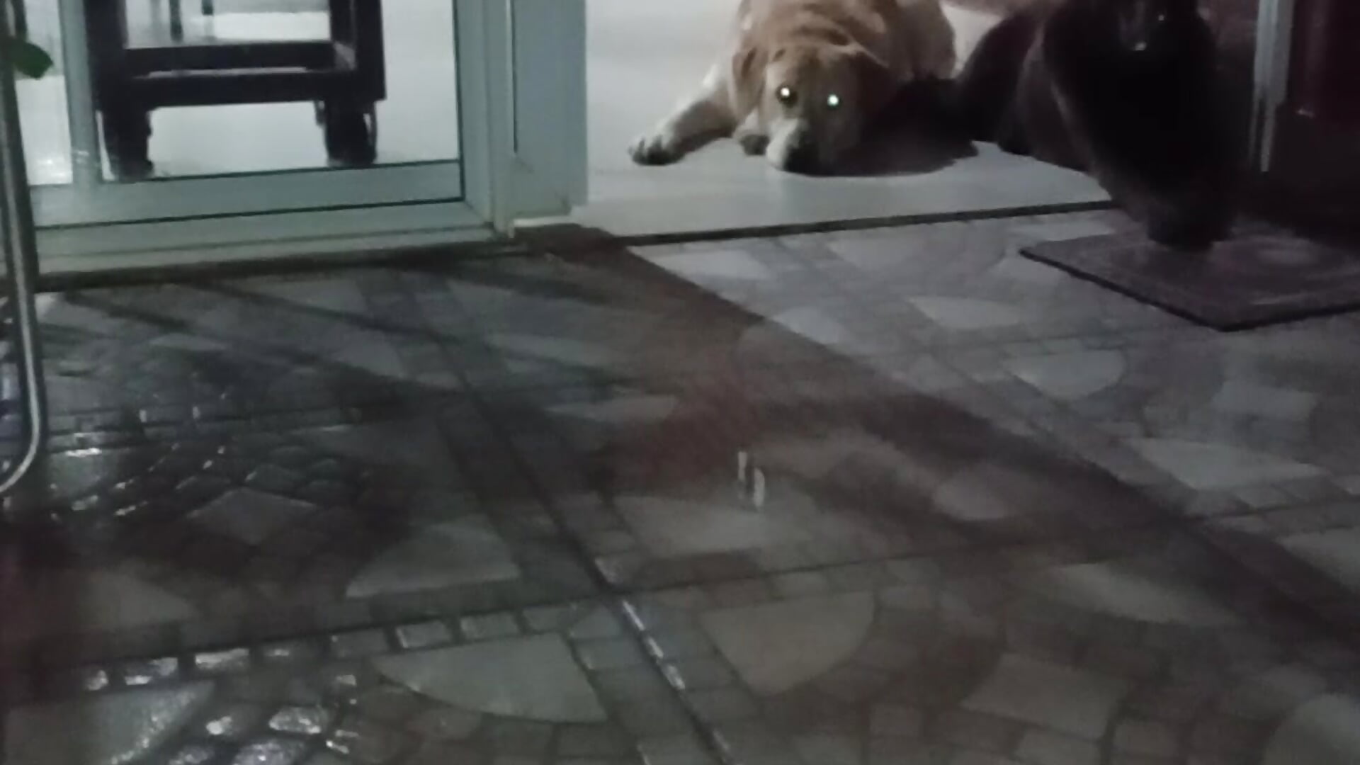 54954 - video by frrrraaannnn cam model