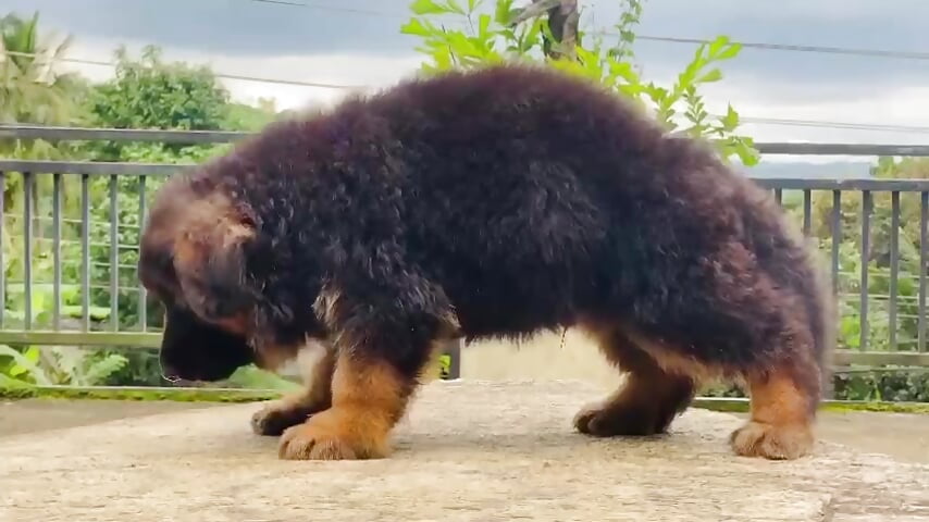 1000093699 - video của người mẫu cam KumaraRanji