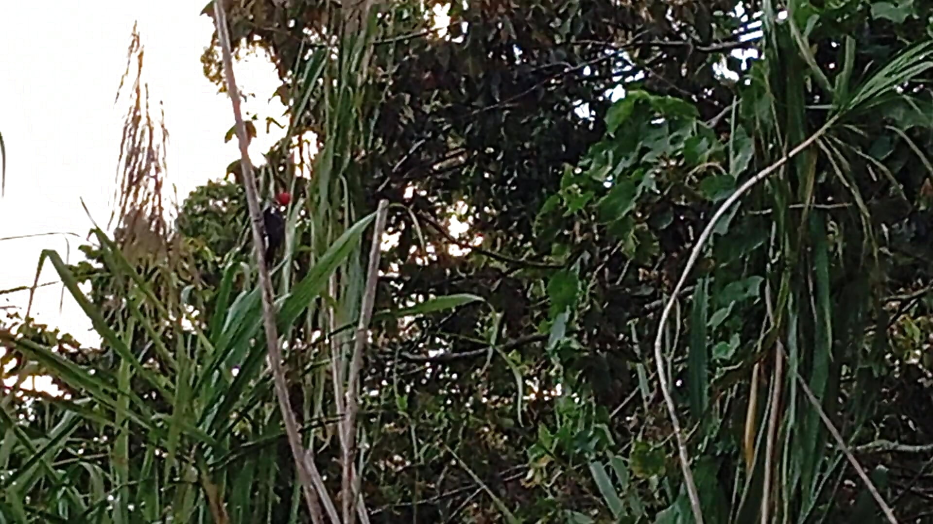 woodpecker :> - video od modelky/modela Atley_Dolly