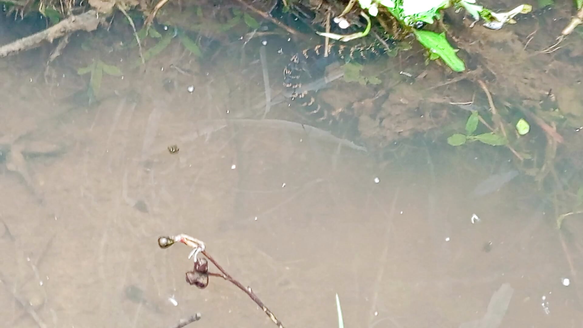 Little snake :3 - video od modelky/modela Atley_Dolly