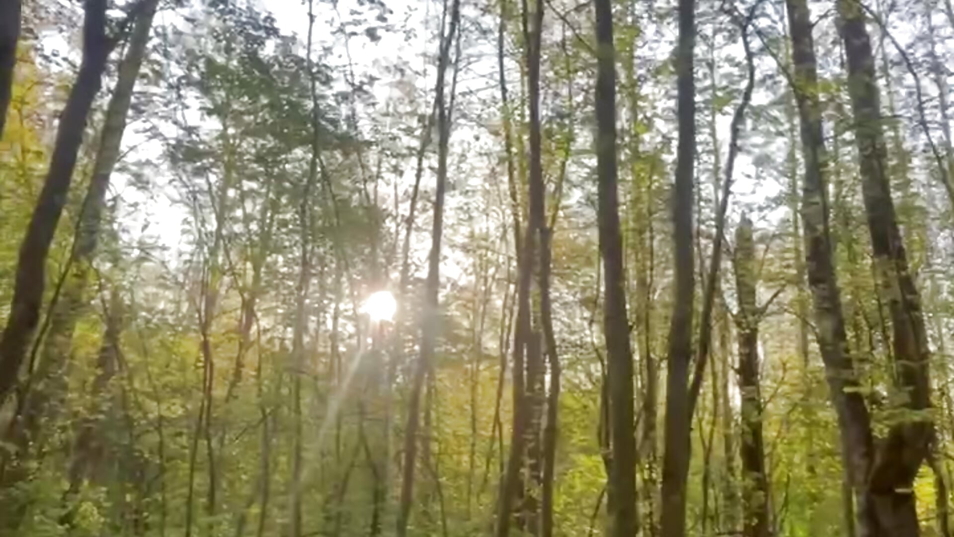 🍃 BJ IN FOREST 🍃 - video by Hate_Emotions cam model