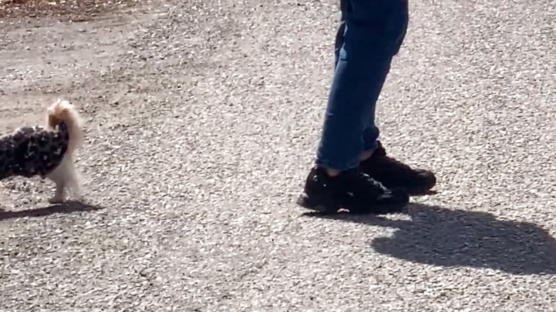 IMG_2361 - Vídeo de XCIV, modelo de vídeos