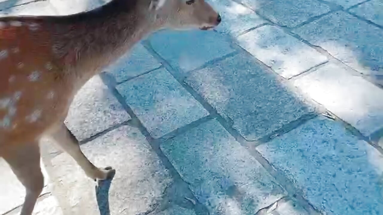 鹿 - video by Kohane_ch cam model