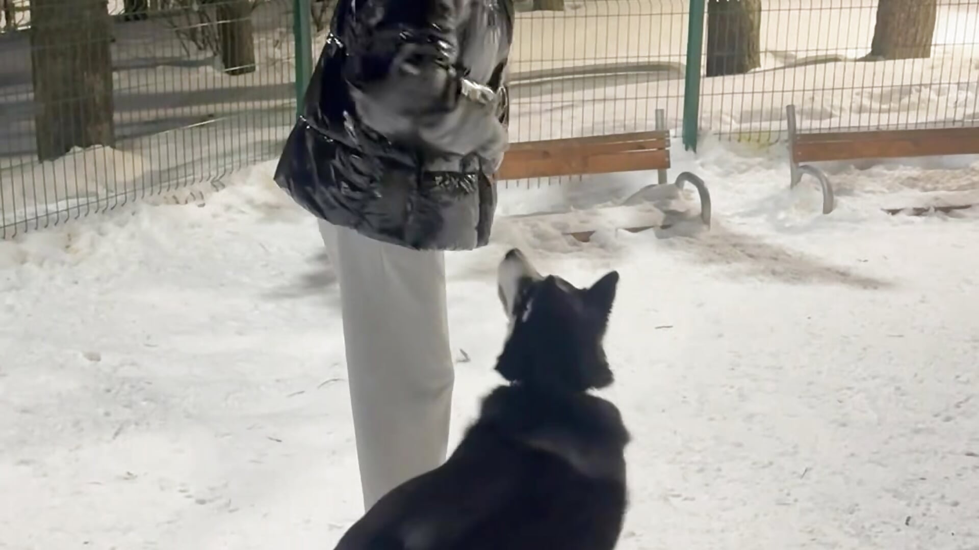 Playing with a husky 🥰