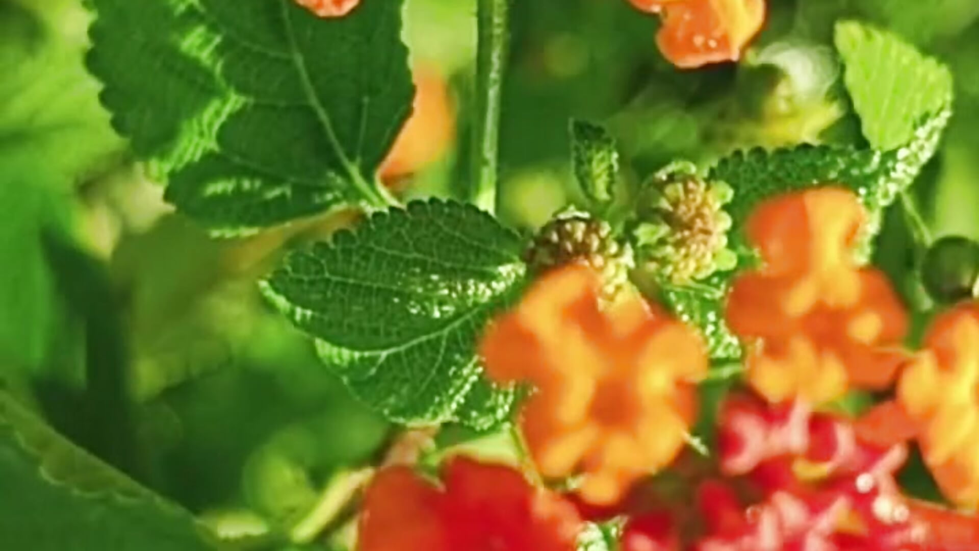 1000067321 - video by sideline_143 cam model