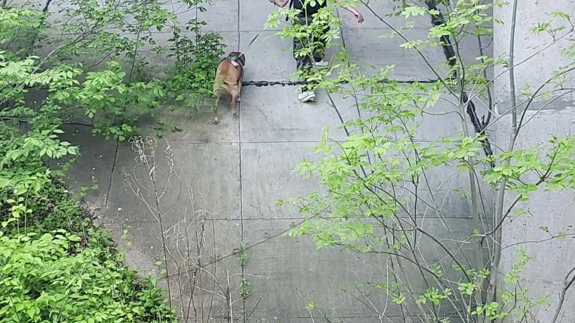 Daddy & Belle - video by Sinister_Savage cam model