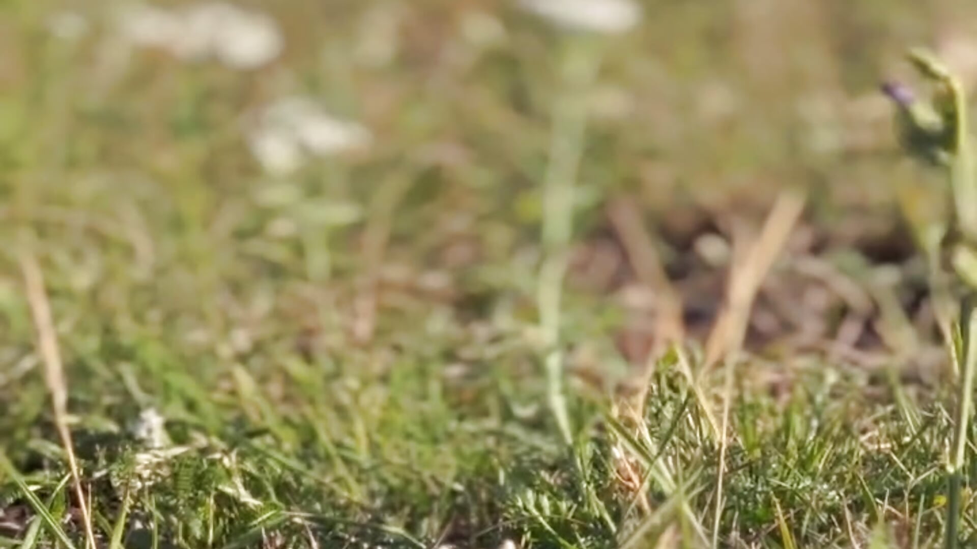 Enjoy it 💚 - IrisJones adlı kamera modelinin videosu