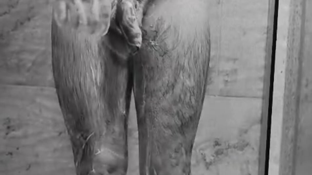 Wet silhouette - video by stivenlujan69 cam model