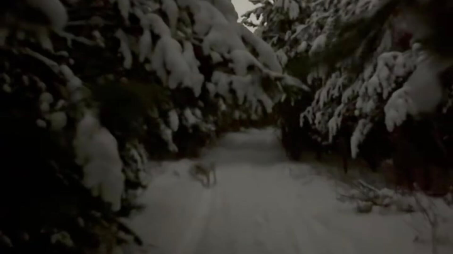 Fairytale forest - video by ClassyInna cam model