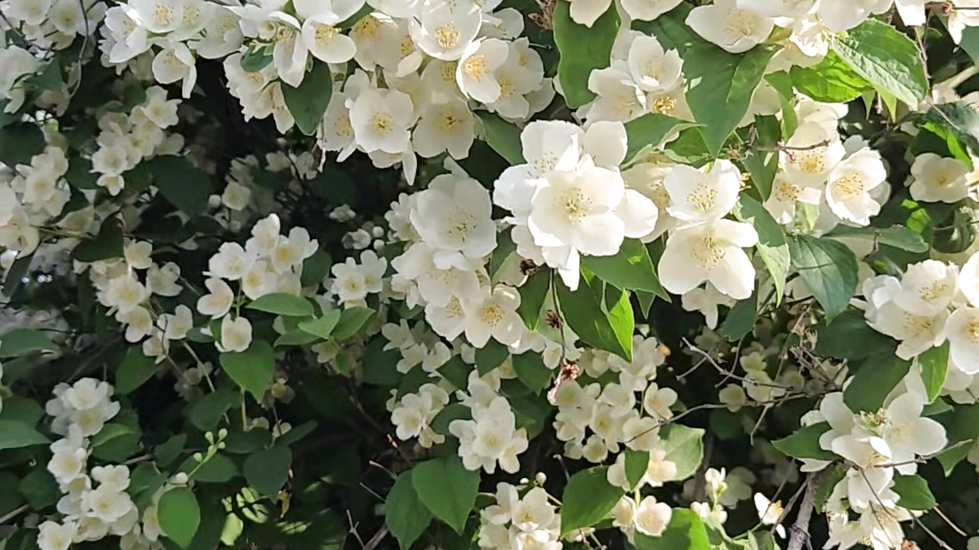 Enjoy the beauty