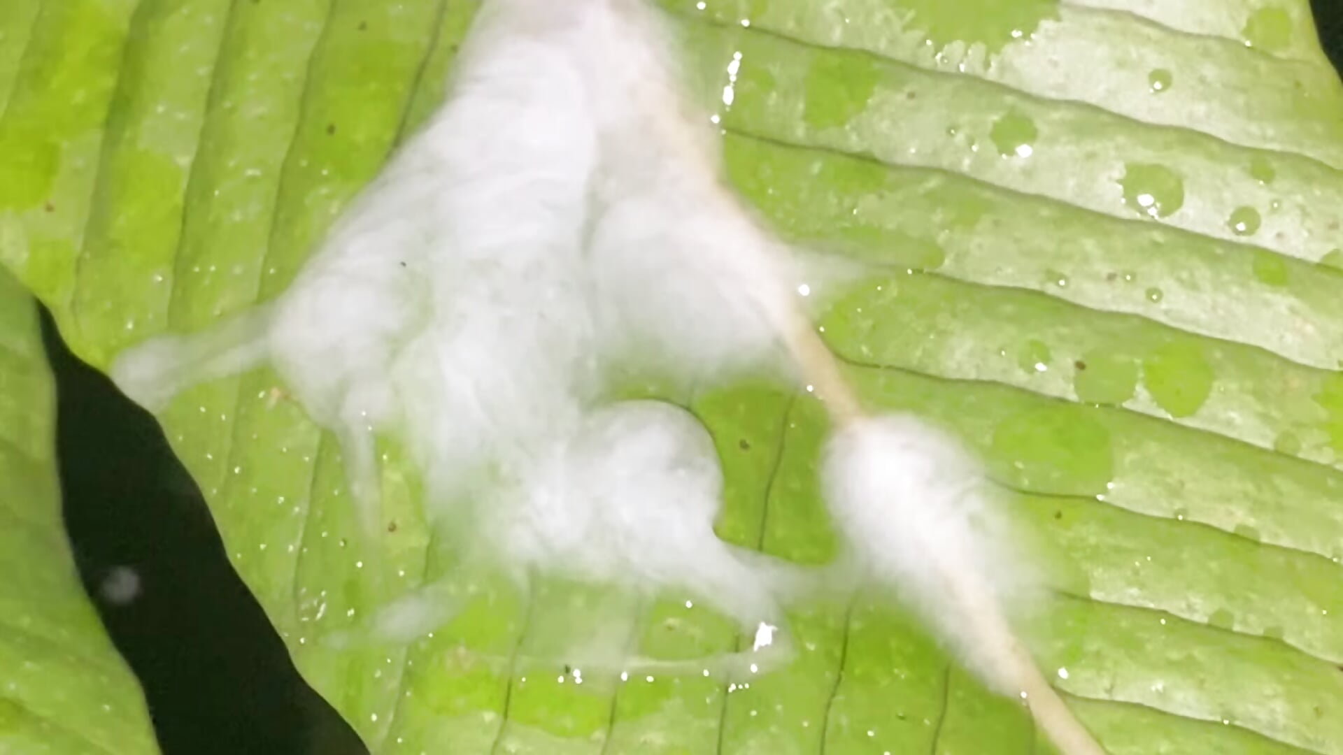 IMG_1371 - ক্যাম মডেল maxvergo-এর ভিডিও