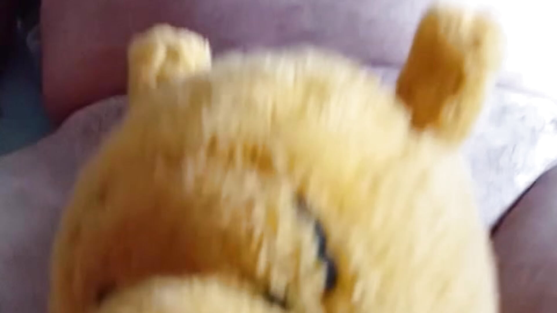 1000191928 - video by dotadou cam model