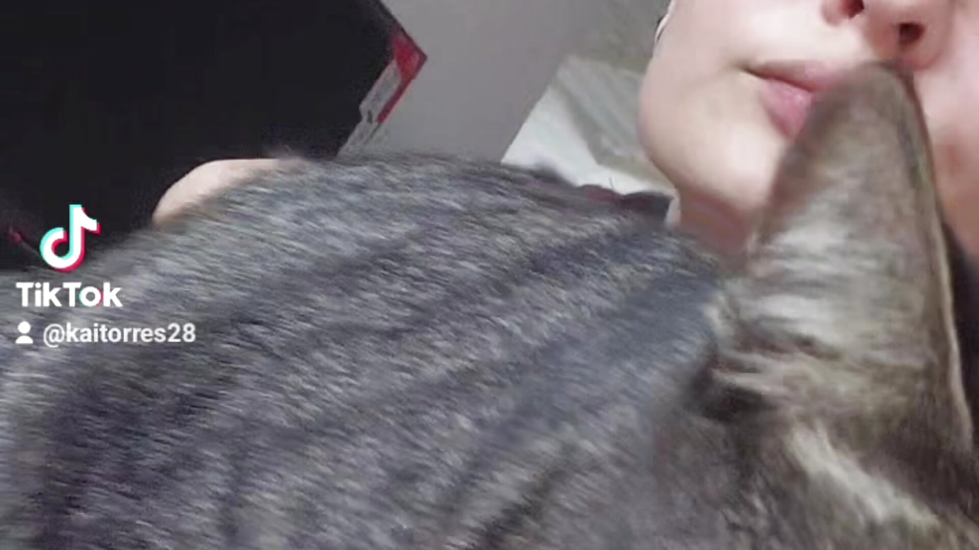 Cat 😻 - kay_towers99 adlı kamera modelinin videosu