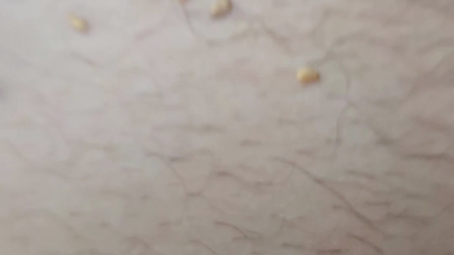 Sesame seed - video od modelky/modela Romance32