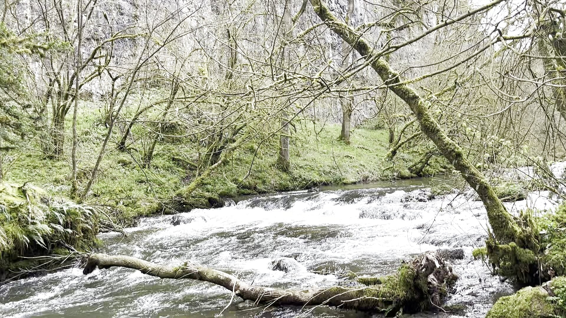 Nature - βίντεο μοντέλου Gyno_Rod