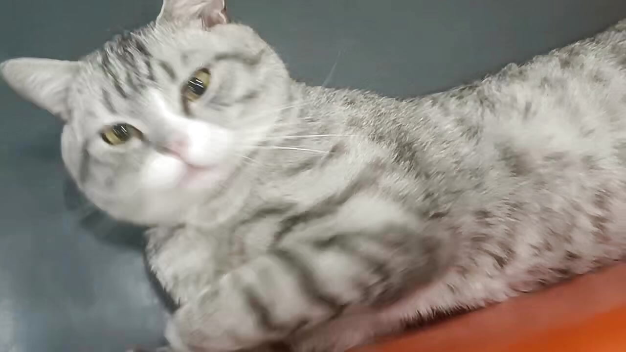 猫猫这么可爱，给大家也瞧瞧。