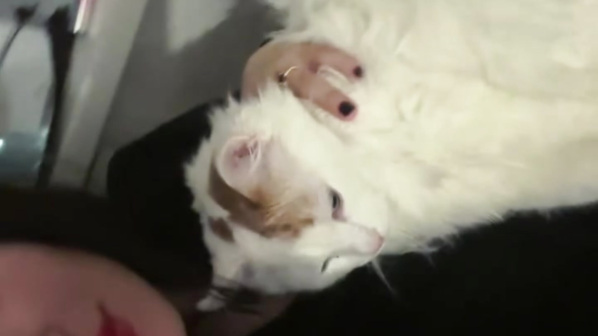 ❤️ - video by MillySoft cam model